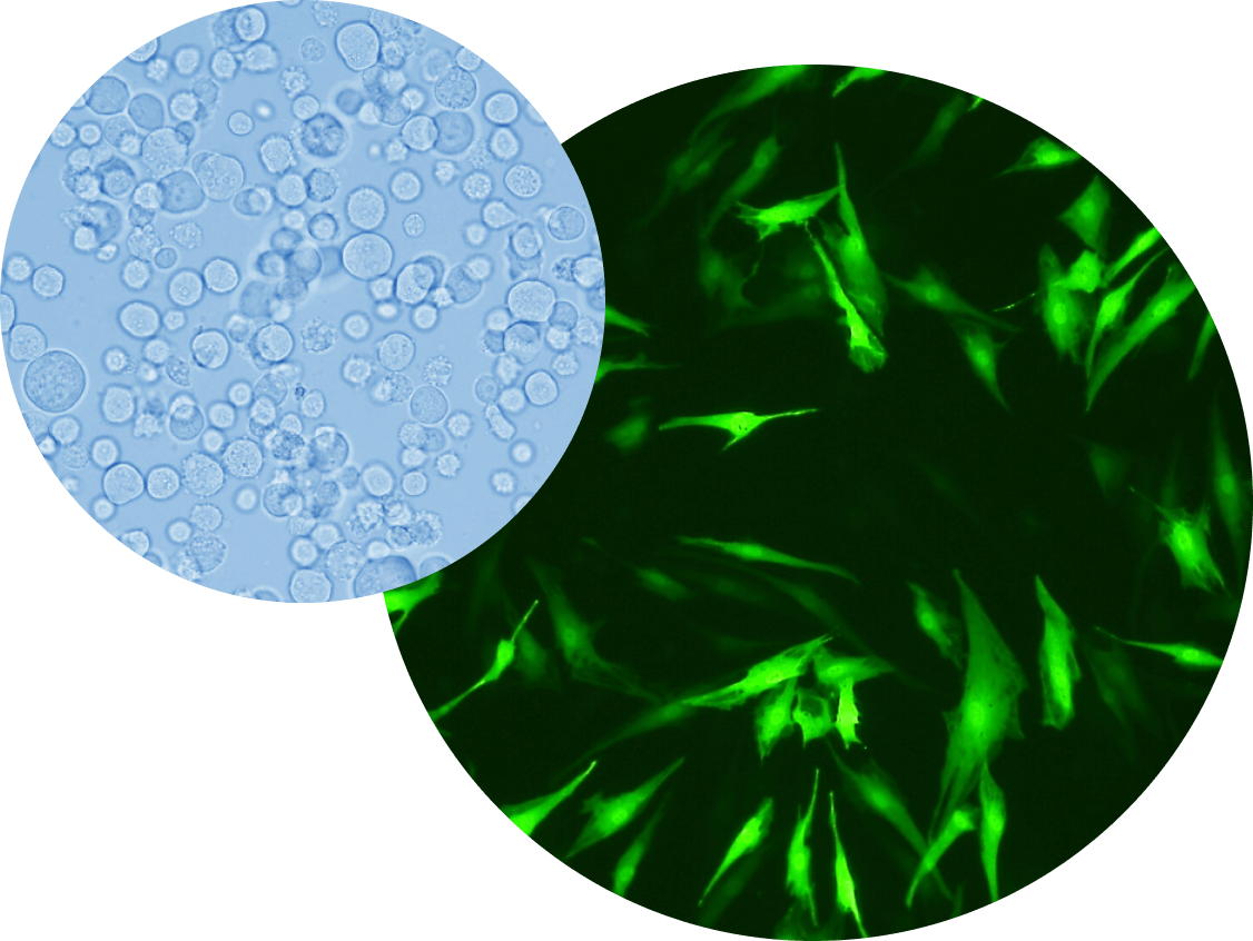 Microscopic view of TEMCELL HS Inj., Japan’s first allogeneic regenerative medicine using mesenchymal stem cells (MSCs)